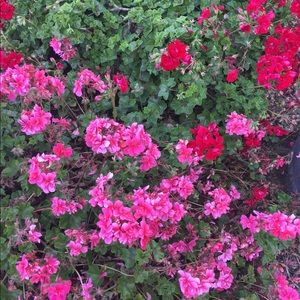 Meet your Posher, Blendy